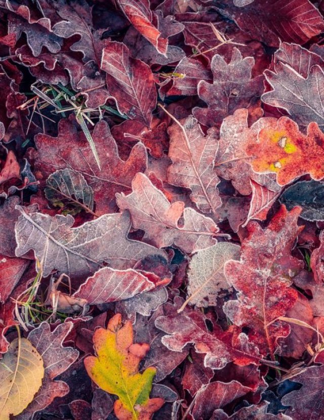 MG_0708_1920-e1623917772257-640x830-1